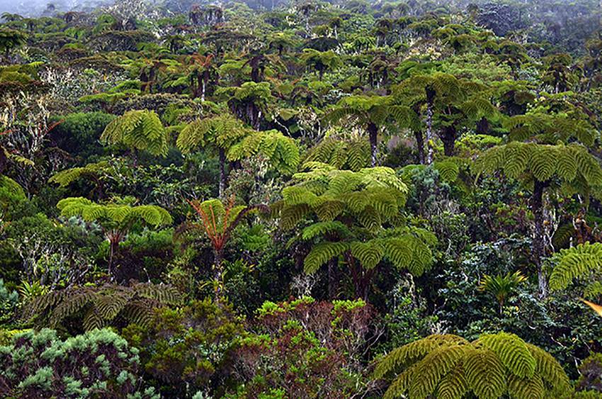 Au Parc national de La Réunion, des forêts endémiques